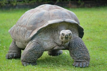 tartaruga-aldabra