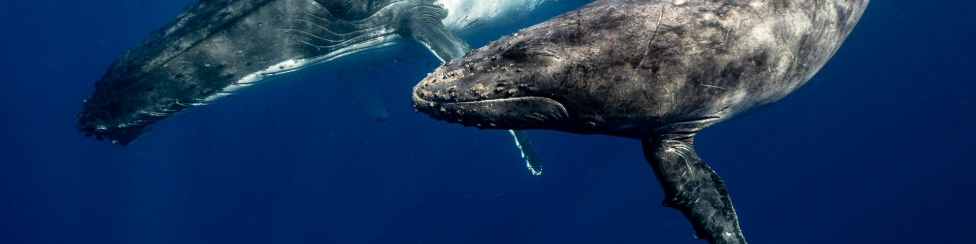 l’immagine rappresenta due balene