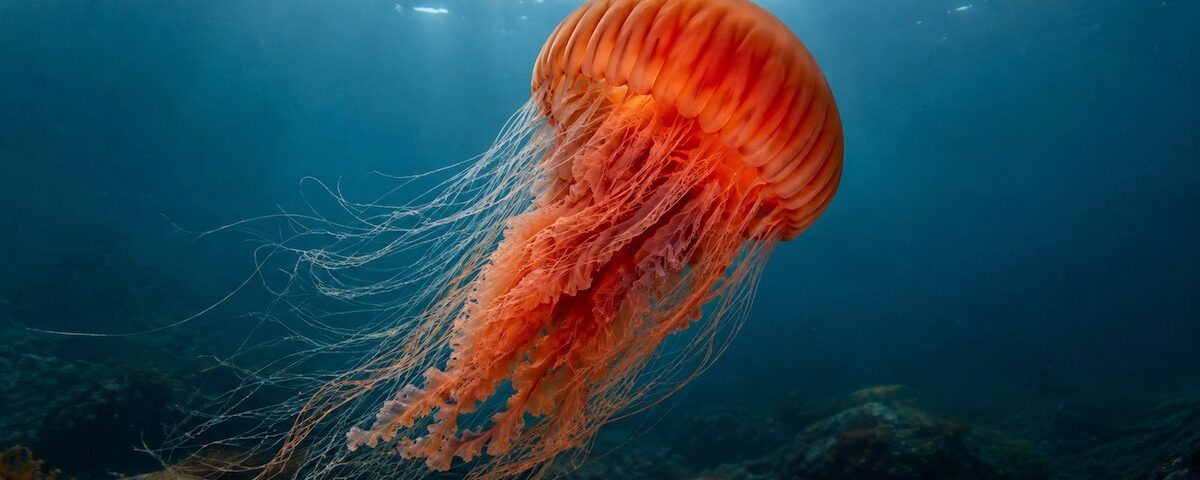 Grande medusa criniera di leone con lunghi tentacoli nelle acque fredde
